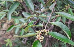 Brycea disjuncta