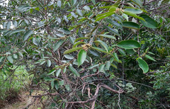 Brycea disjuncta