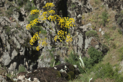 Ferula ugamica