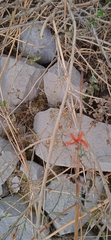 Anisacanthus quadrifidus