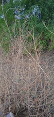 Anisacanthus quadrifidus