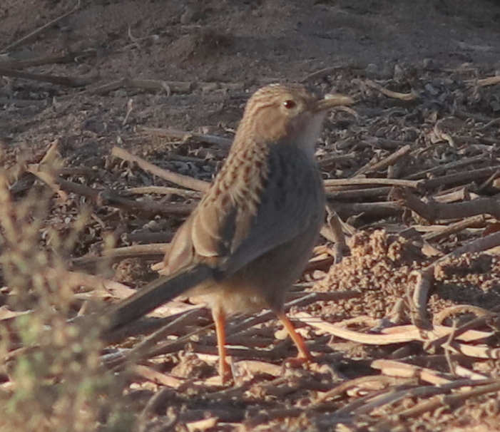 Afghan Babbler illustration