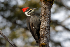 Dryocopus pileatus