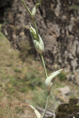 Ferula ugamica