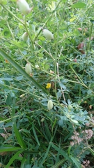 Crotalaria globifera