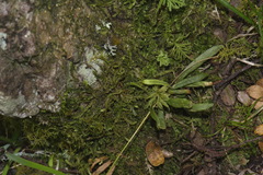 Notogrammitis ciliata