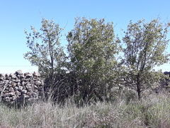 Pyrus bourgaeana