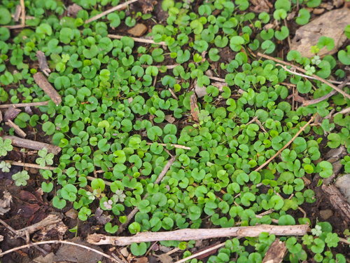 Dichondra micrantha