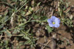 Linum macrorhizum