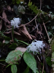 Ypsilandra thibetica