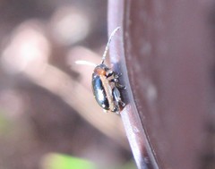 Longitarsus dorsalis