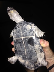 Pelusios bechuanicus