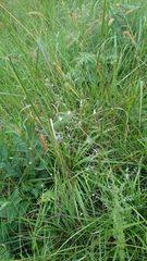 Syncolostemon parviflorus