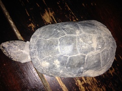 Pelusios bechuanicus