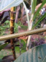 Umbonia