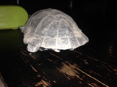 Pelusios bechuanicus