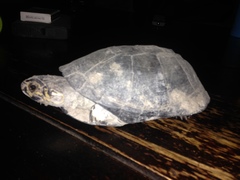 Pelusios bechuanicus