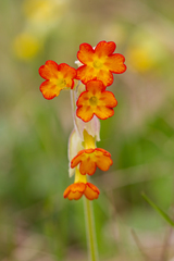 Primula veris
