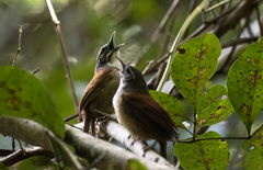 Pheugopedius genibarbis