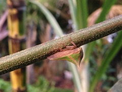 Umbonia