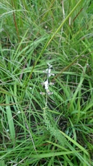 Syncolostemon parviflorus