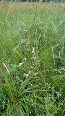 Syncolostemon parviflorus