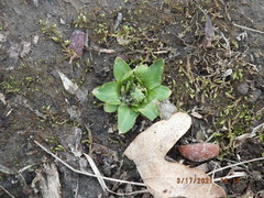 Primula meadia
