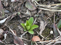 Primula meadia
