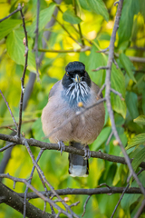 Garrulus lanceolatus