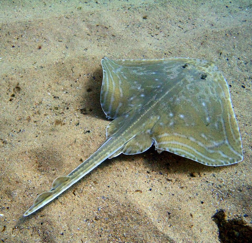 Painted Ray