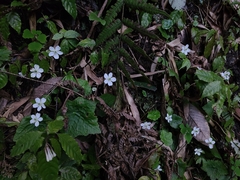 Asteropyrum peltatum