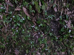 Asteropyrum peltatum