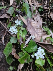 Asteropyrum peltatum