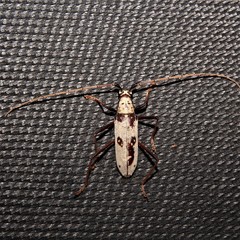 Eburia portoricensis