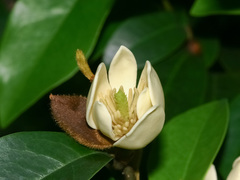Magnolia figo