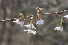 Prunus incisa