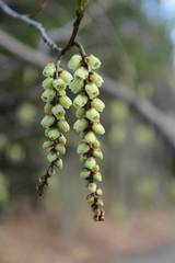 Stachyurus praecox