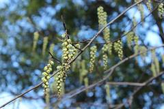 Stachyurus praecox