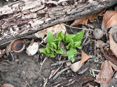 Primula meadia