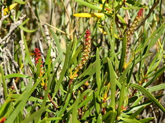 Colliguaja integerrima