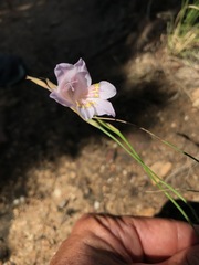 Gladiolus martleyi