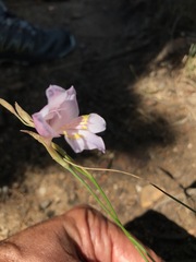 Gladiolus martleyi