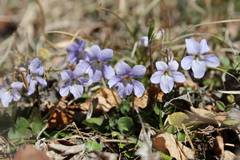Viola grypoceras