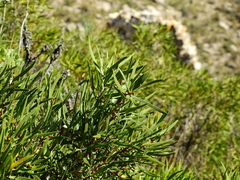 Colliguaja integerrima