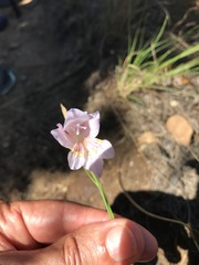Gladiolus martleyi