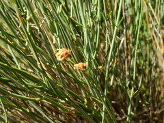 Junellia spathulata