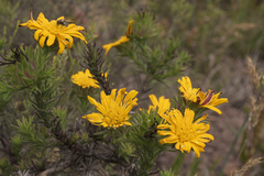 Oedera imbricata