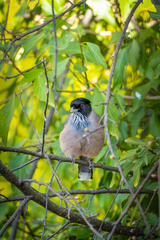 Garrulus lanceolatus