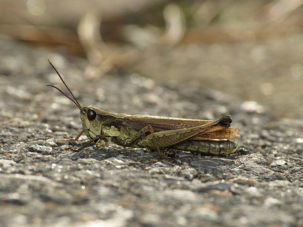 Schmidtiacris