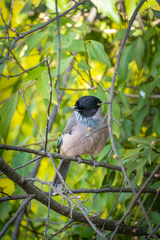 Garrulus lanceolatus